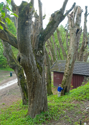 BB 07 0094 / Tilia cordata / Lind